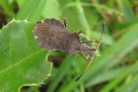 Enoplops scapha