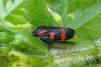 Cercopis sanguinolenta