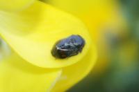 Penthimia nigra