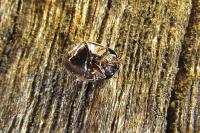 Legnotus limbosus