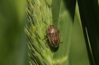Neottiglossa leporina