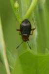 Capsus ater