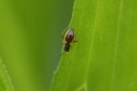 Pithanus maerkelii