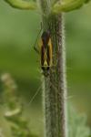 Stenotus binotatus