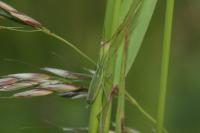 Megaloceroea recticornis