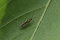 Campyloneura virgula