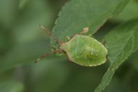 Acanthosoma haemorrhoidale