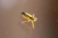 Evacanthus interruptus