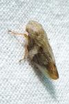 Aphrophora alni