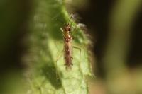 Dicyphus errans