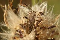 Stictopleurus punctatonervosus