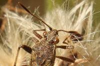 Stictopleurus punctatonervosus