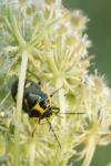 Eurydema oleracea