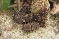 Aradus versicolor