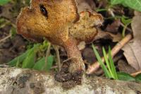 Aradus versicolor