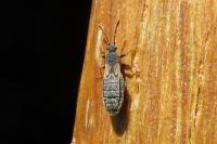 Ischnodemus sabuleti