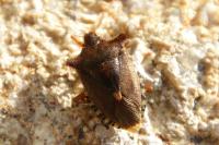 Pentatoma rufipes