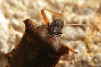 Pentatoma rufipes