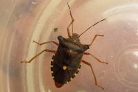 Pentatoma rufipes
