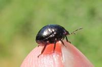Coptosoma scutellatum