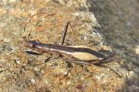 Micrelytra fossularum