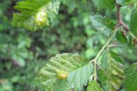 Tetraneura ulmi