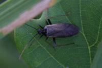 Adelphocoris seticornis