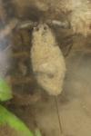 Nepa cinerea