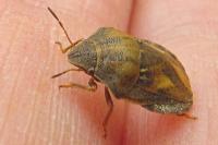 Eurygaster testudinaria