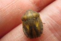 Eurygaster testudinaria