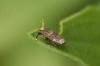 Asiraca clavicornis