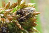 Cymus melanocephalus
