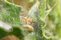 Tingis cardui