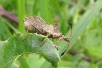 Enoplops scapha
