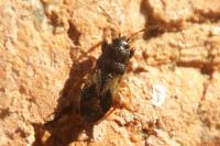 Megalonotus praetextatus