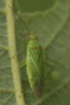 Orthotylus marginalis