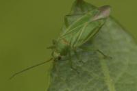 Orthotylus marginalis
