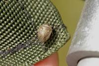 Eysarcoris ventralis