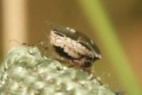 Eysarcoris ventralis