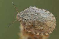 Eurygaster maura
