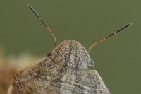 Eurygaster maura