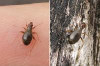 Orthonotus rufifrons