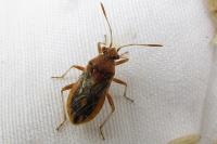 Rhopalus parumpunctatus
