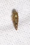 Lamprotettix nitidulus