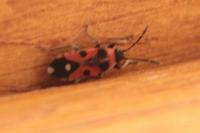 Horvathiolus superbus