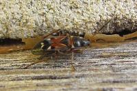 Raglius alboacuminatus