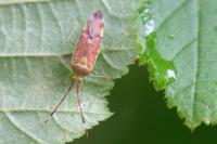 Pantilius tunicatus