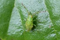 Pantilius tunicatus