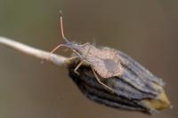 Syromastus rhombeus