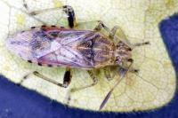 Stictopleurus abutilon